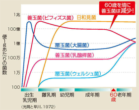 自然分娩・母乳育児で育った場合の腸内細菌の分布の推移グラフ