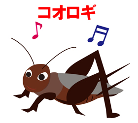 コオロギ